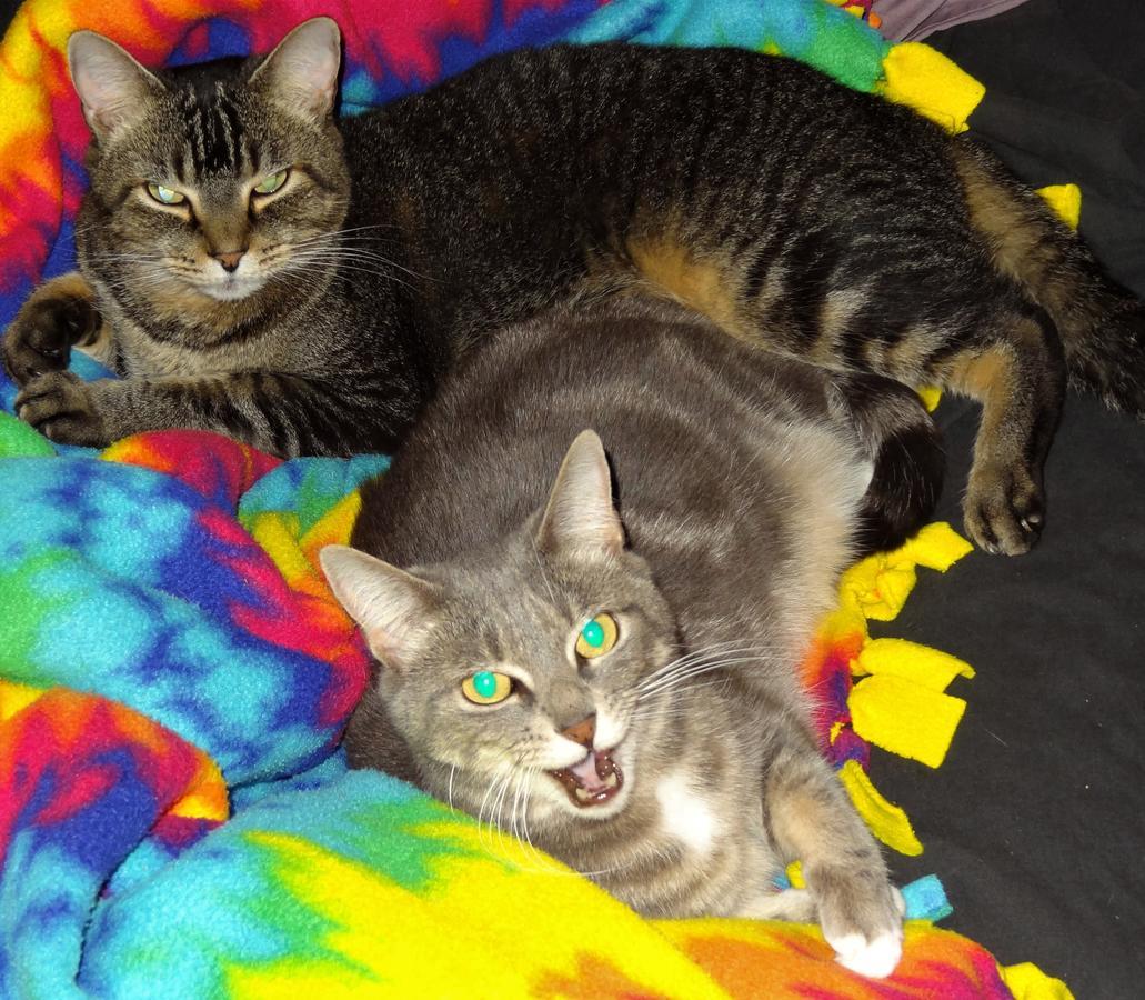 The One Cat Bed & Breakfast Brattleboro Dış mekan fotoğraf