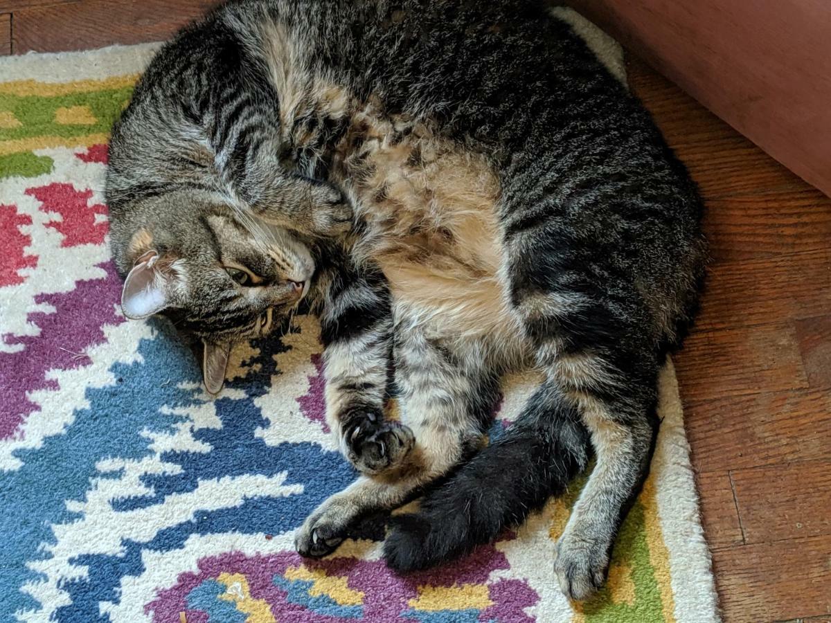 The One Cat Bed & Breakfast Brattleboro Dış mekan fotoğraf